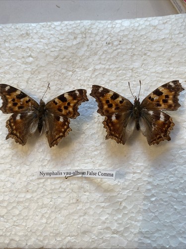 False comma butterfly - comma,