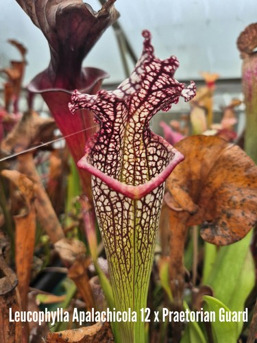 Sarracenia leucophylla - sarracenia, (leucophylla