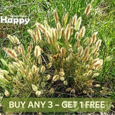 RABBITS FOOT GRASS - 2000