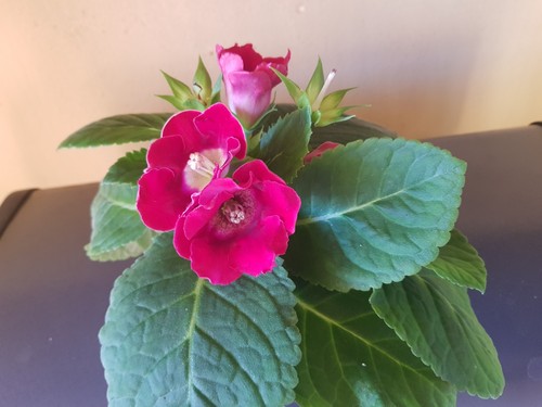 Red sinningia gloxinia - /gloxinia, "
