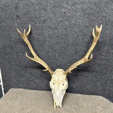 Red Deer Stag Antler Skull