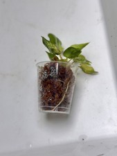 Philodendron Billitiae