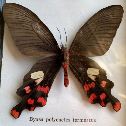 Byasa polyeuctes termessus