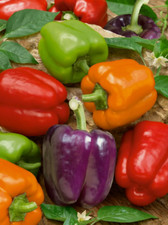 15 Rainbow Sweet Mini Bell Pepper Seeds Free Shipping