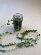 Senecio Rowleyanus String of