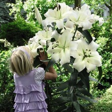 Lily Plant Pretty Women