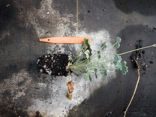 Pelargonium sidoides plugs - ,