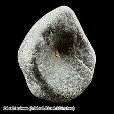 Ichthyosaur Fossil Reptile