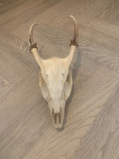 muntjac deer skull