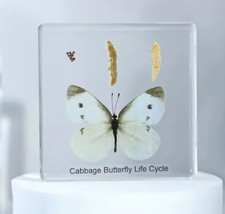 REAL Insect Taxidermy Butterfly Life Cycle Science Oddities Weird Strange Animal