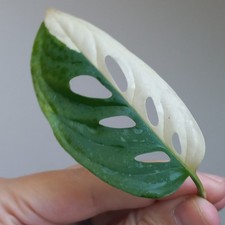 VERY RARE! Monstera Acuminata