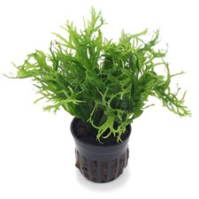 Microsorum pteropus windelov - microsorum,