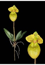 Mini Artificial Paphiopedilum