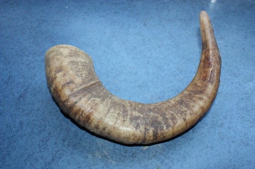 Real rams horn - walking, stick