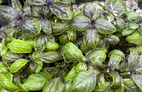 Organic basil 9cm - organic, (sweet)
