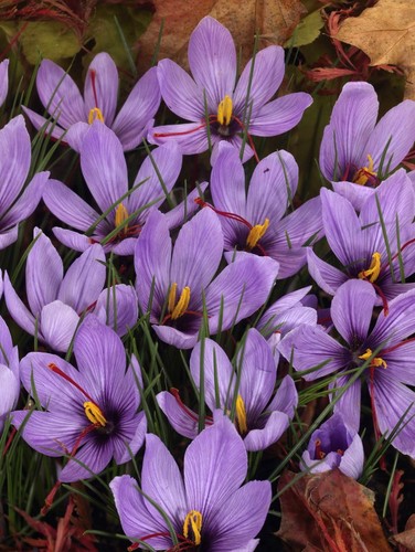 Crocus sativus grow - sativus, own