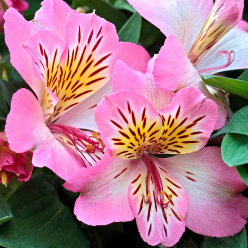 Alstroemeria inticancha - alstroemeria,