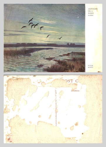 Vintage postcard peter - postcard,