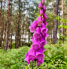 4000x Digitalis Seeds –