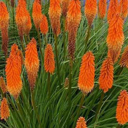 Kniphofia uvaria crown - kniphofia, 'crown