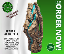 Cork Bark tarantula arboreal