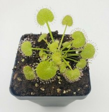RARE Drosera prolifera