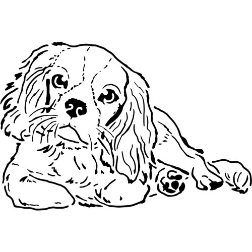 Cavalier king charles - 'cavalier,