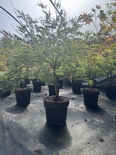 Extra Large Acer Palmatum