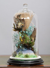 Antique Victorian Birds Taxidermy In Glass Dome - C.1880