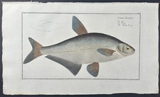 Bloch- Fish – Cyprinus Ballerus. 9 - 1785 Hand-colored Fish Engraving