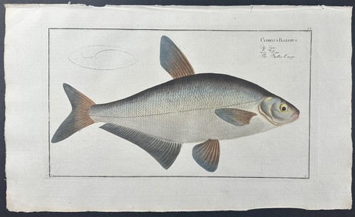 Bloch fish cyprinus - fish,