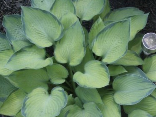 Hosta punky pot grown - , (