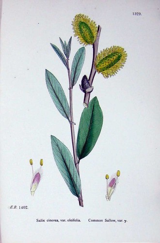 Old print ref - print, ref.654