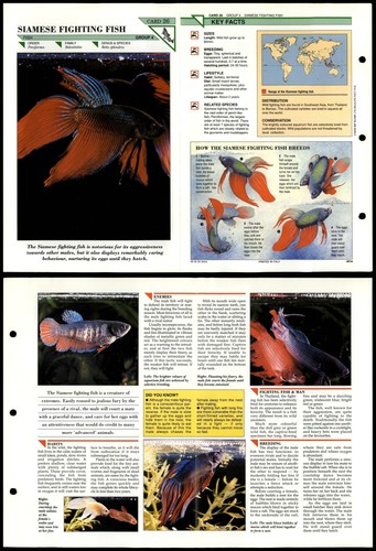 Siamese fighting fish - #26,