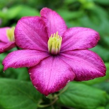 Clematis Ville de Lyon Red