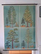 Rare Vintage Botantical German School Wall Chart Conifer Pine Trees Beech