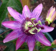 PURPLE PASSIFLORA PASSION