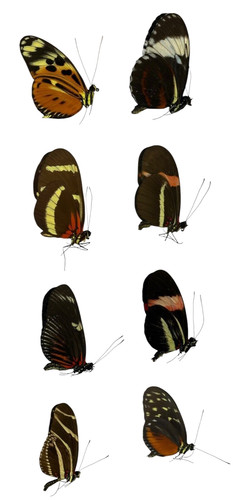 Heliconius papered specimens - heliconius,