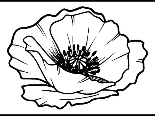 Small poppy head unmounted - small,