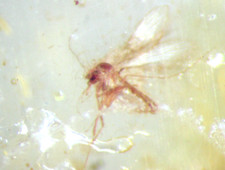 Pliocene Amber from Africa