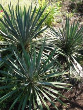 Yucca filamentosa Adams Needle