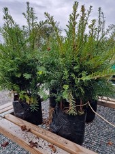 Taxus Baccata - English Yew