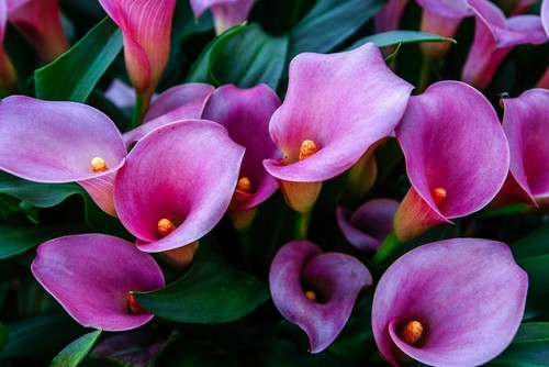Purple calla lily flowers - purple,