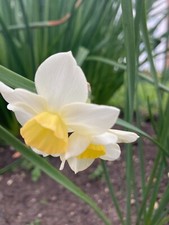 Daffodil lieke bulbs - 30,