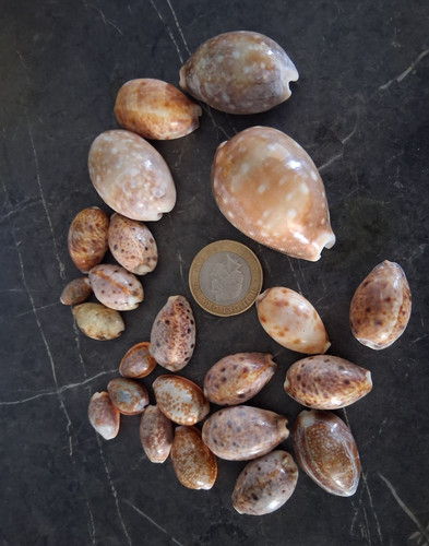 Natural unpolished deer cowrie - natural,