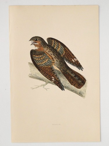 Nightjar british bird print - british,