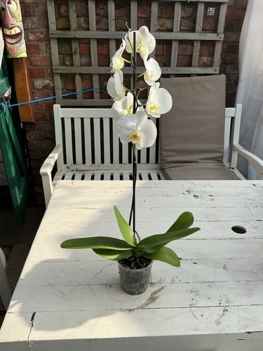 Phalaenopsis joy spring - spring, venus