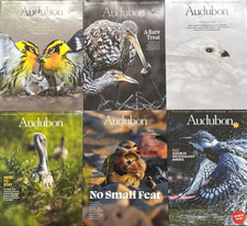 Audubon Summer 2024 to Fall