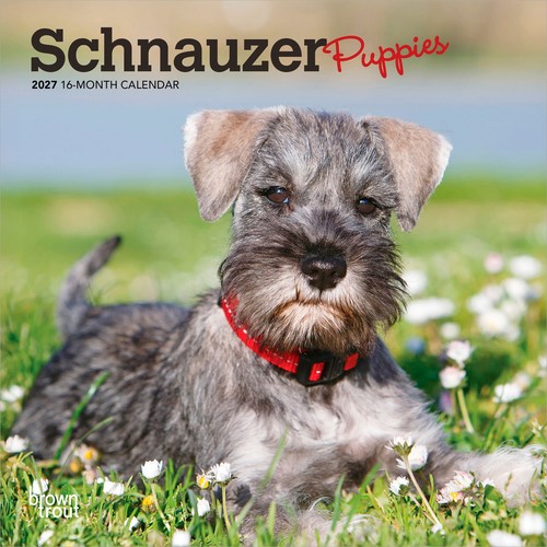 Schnauzer puppies 2027 7x14 - schnauzer, 7x14"