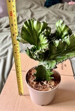 One x Euphorbia Lactea Cactus